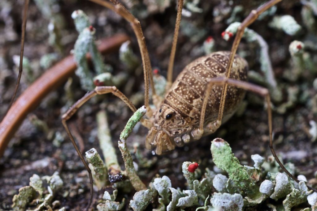 Opilione dell''Alto Adige: Rilaena triangularis (Phalangiidae)